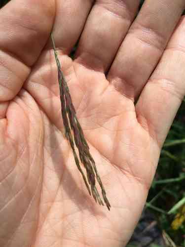 Small carpetgrass(Arthraxon hispidus)