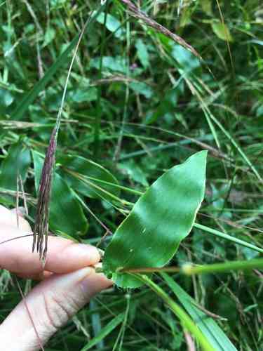 Small carpetgrass(Arthraxon hispidus)