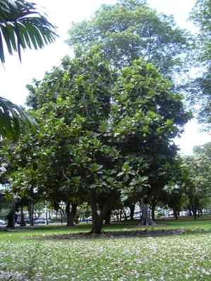Breadfruit(Artocarpus altilis)