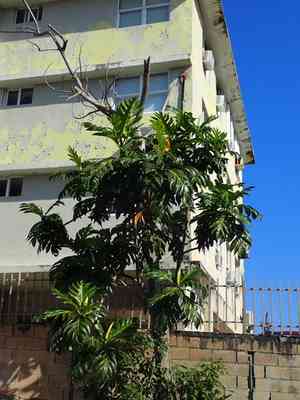 Breadfruit(Artocarpus altilis)
