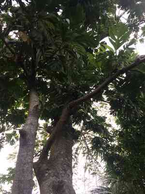 Breadfruit(Artocarpus altilis)