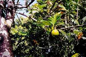 Breadfruit(Artocarpus altilis)