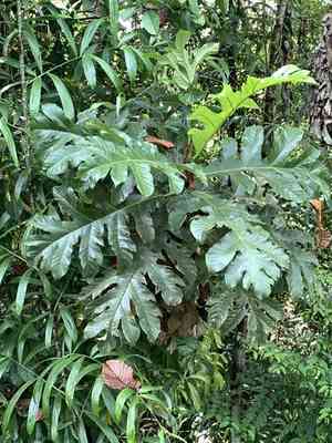 Artocarpus(Artocarpus elasticus)