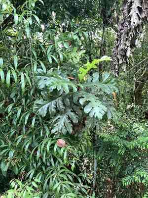 Artocarpus(Artocarpus elasticus)