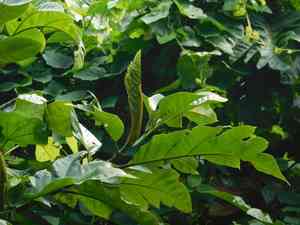 Artocarpus(Artocarpus elasticus)