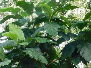 Artocarpus(Artocarpus elasticus)