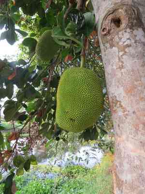 Jackfruit(Artocarpus heterophyllus)