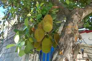Jackfruit(Artocarpus heterophyllus)
