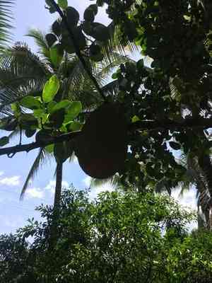 Jackfruit(Artocarpus heterophyllus)