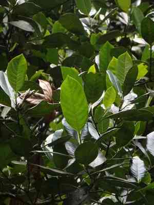 Chempedak(Artocarpus integer)