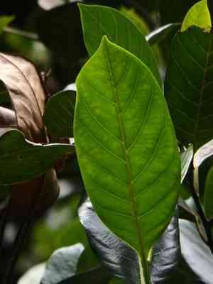 Chempedak(Artocarpus integer)