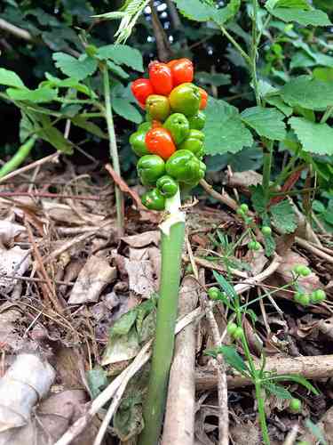 Cuckoo pint(Arum maculatum)