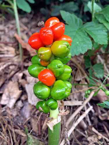 Cuckoo pint(Arum maculatum)