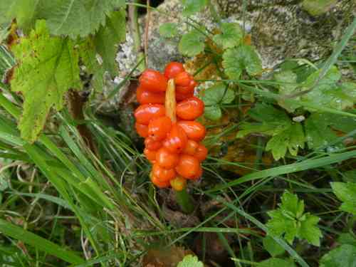 Cuckoo pint(Arum maculatum)