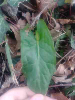 Arum lilies (Arum)(Arum)