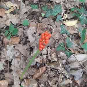Arum lilies (Arum)(Arum)