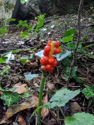 Arum lilies (Arum)(Arum)