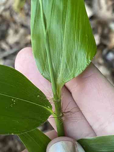 Giant cane(Arundinaria gigantea)