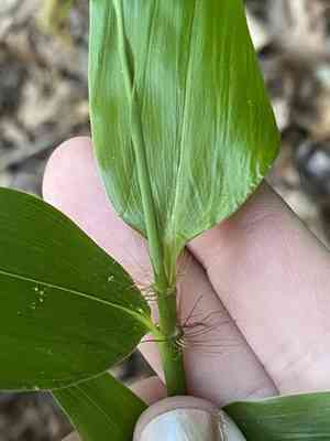 Giant cane(Arundinaria gigantea)