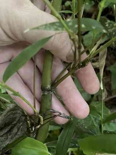 Giant cane(Arundinaria gigantea)