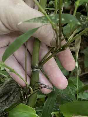 Giant cane(Arundinaria gigantea)