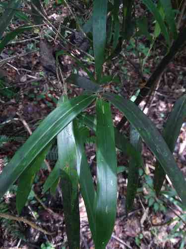 Giant cane(Arundinaria gigantea)