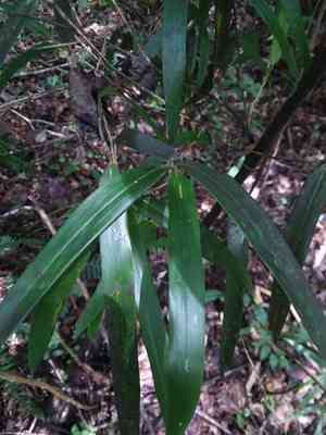 Giant cane(Arundinaria gigantea)