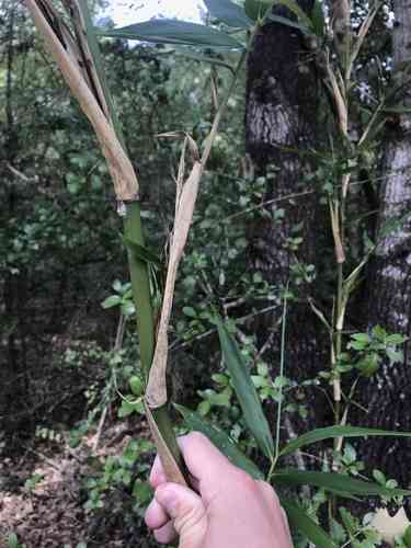Giant cane(Arundinaria gigantea)