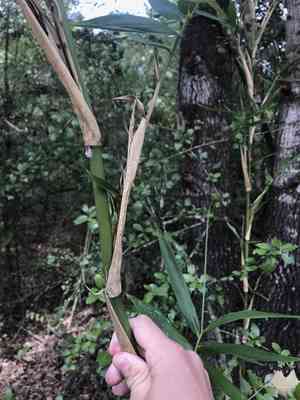 Giant cane(Arundinaria gigantea)