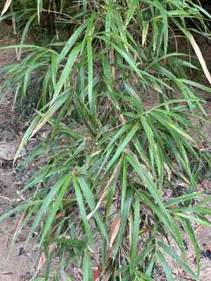 Giant cane(Arundinaria gigantea)