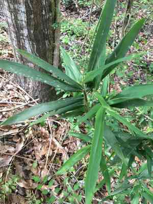 Switchcane(Arundinaria tecta)