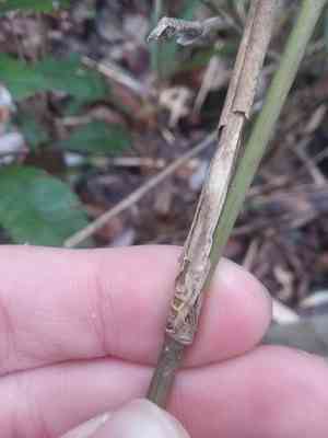 Switchcane(Arundinaria tecta)