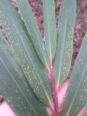 Switchcane(Arundinaria tecta)