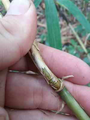 Switchcane(Arundinaria tecta)