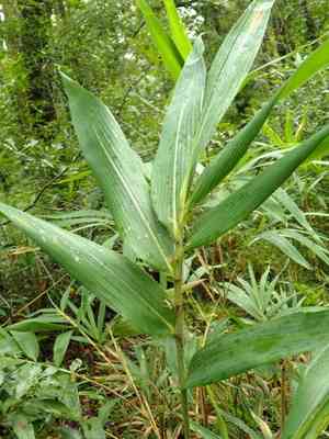 Switchcane(Arundinaria tecta)