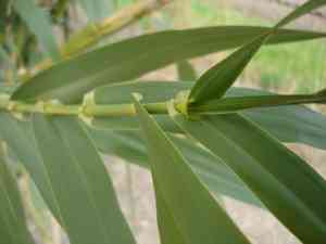 Giant reed(Arundo donax)