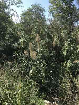 Giant reed(Arundo donax)