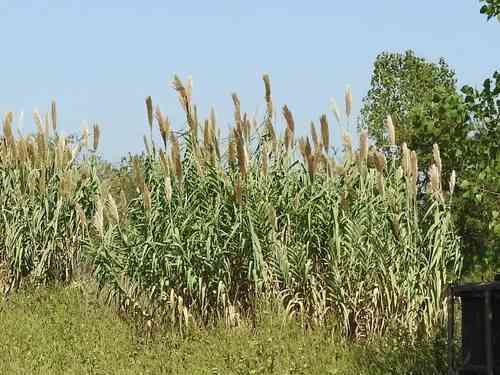 Giant reed(Arundo donax)