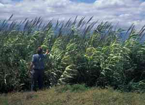 Giant reed(Arundo donax)