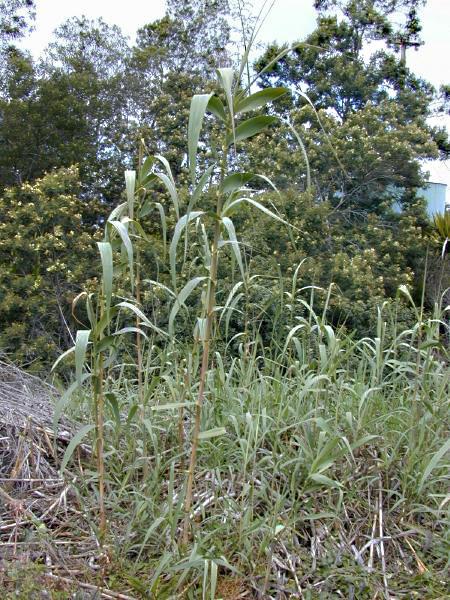Giant reeds (Arundo) (Arundo) Care Guide: Pests, Diseases, Watering ...