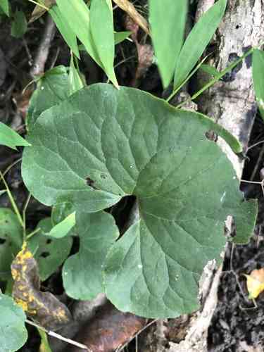 Wild ginger(Asarum canadense)