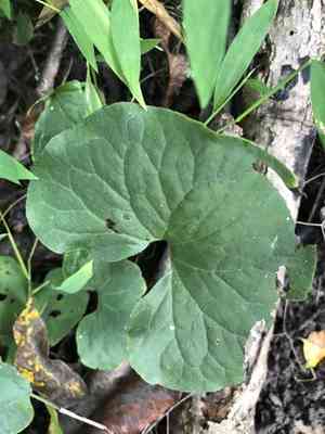 Wild ginger(Asarum canadense)