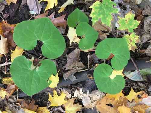 Wild ginger(Asarum canadense)