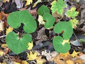 Wild ginger(Asarum canadense)