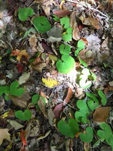 Wild ginger(Asarum canadense)