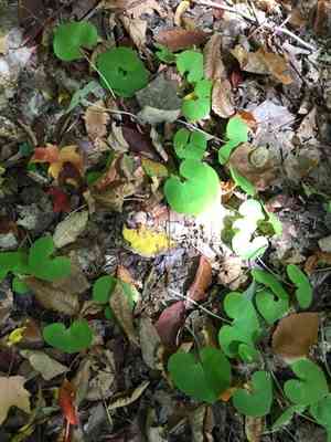 Wild ginger(Asarum canadense)