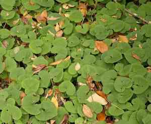 Wild ginger(Asarum canadense)