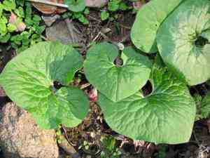 Wild ginger(Asarum canadense)