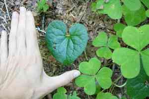 British columbia wild ginger(Asarum caudatum)