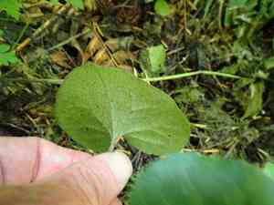 British columbia wild ginger(Asarum caudatum)